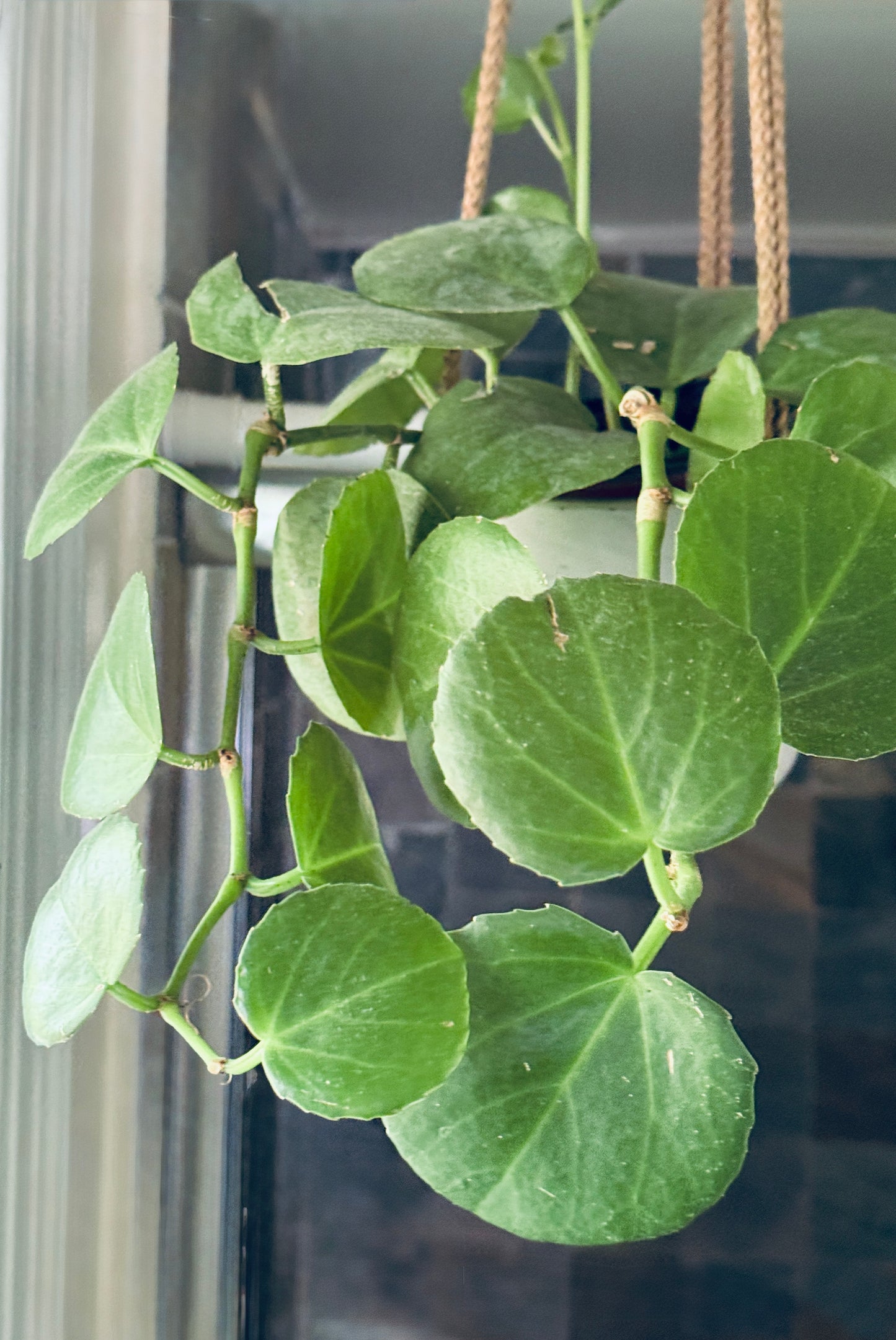 Hanging Potted Deep Green Cascading Succulent