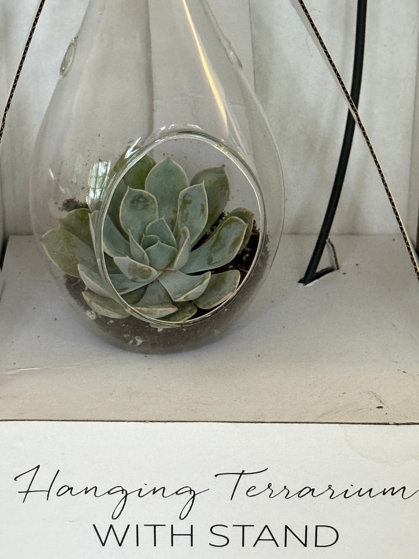 Hanging Plant Glass