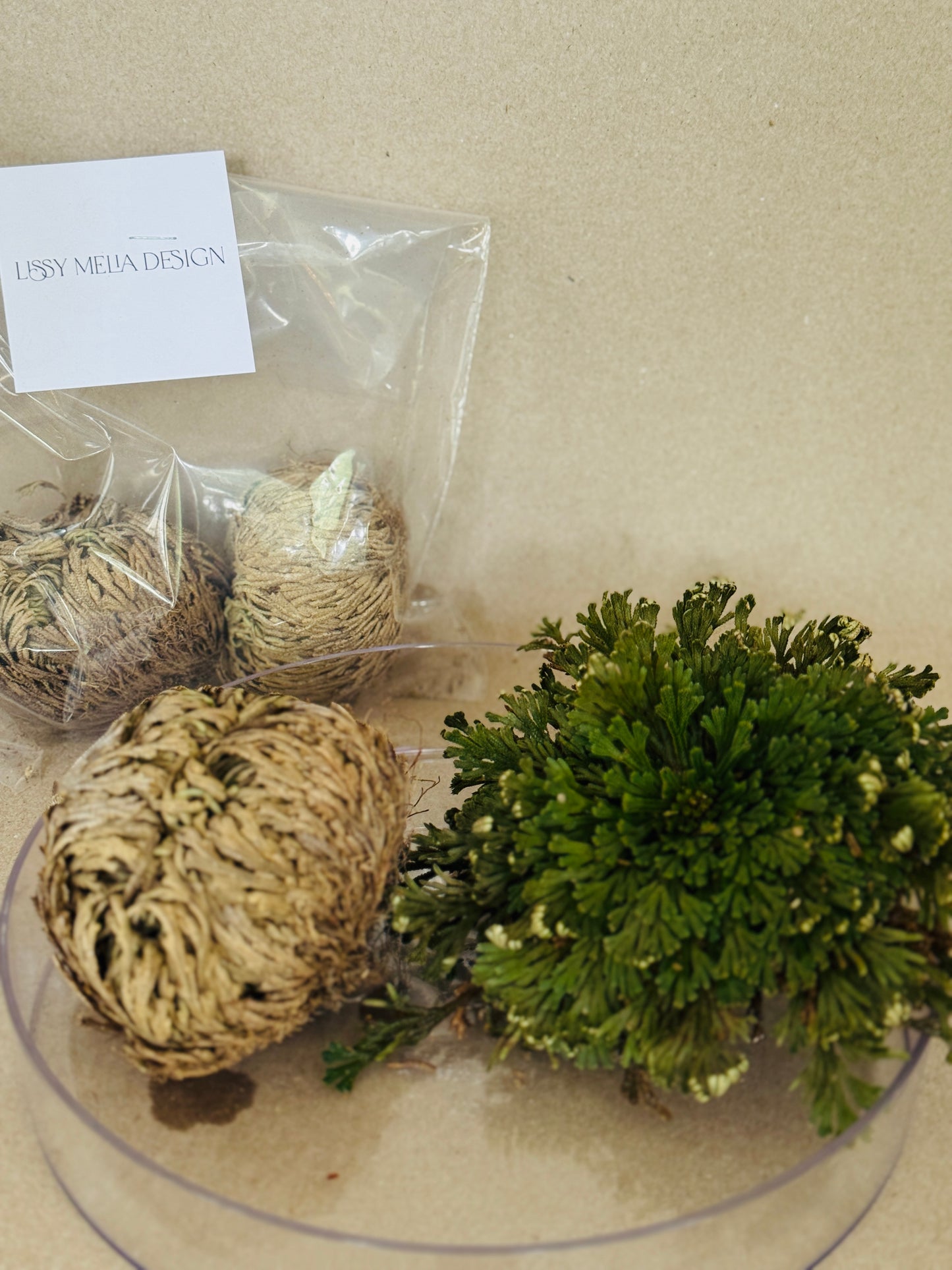 Prodigal Fern (Fern Only)