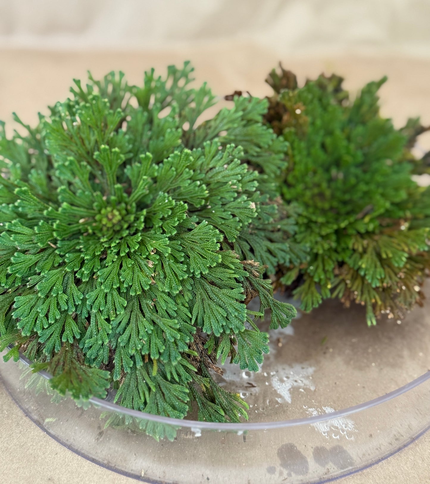 Prodigal Fern with Gold or Clear Tray included