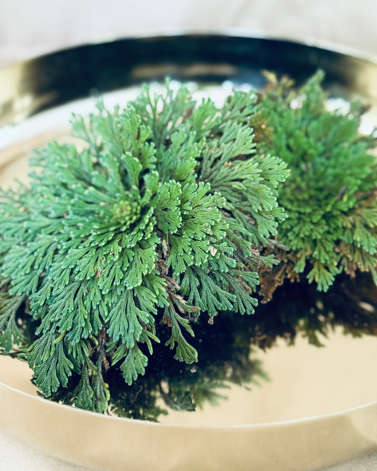 Prodigal Fern with Gold or Clear Tray included