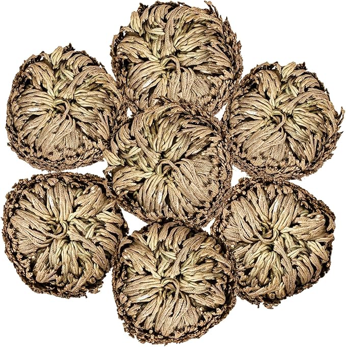 Prodigal Fern (Fern Only)