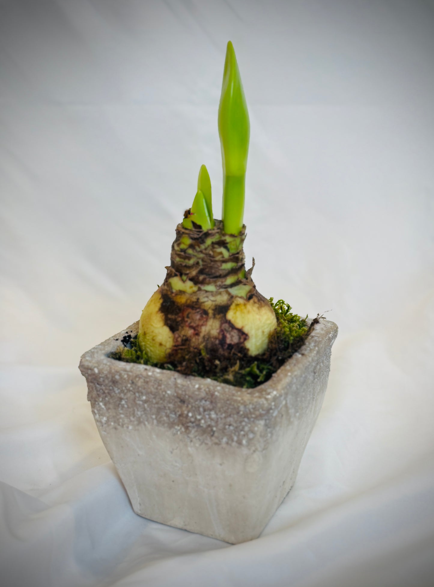 Gray Potted Single Amaryllis Bulb with Green Moss