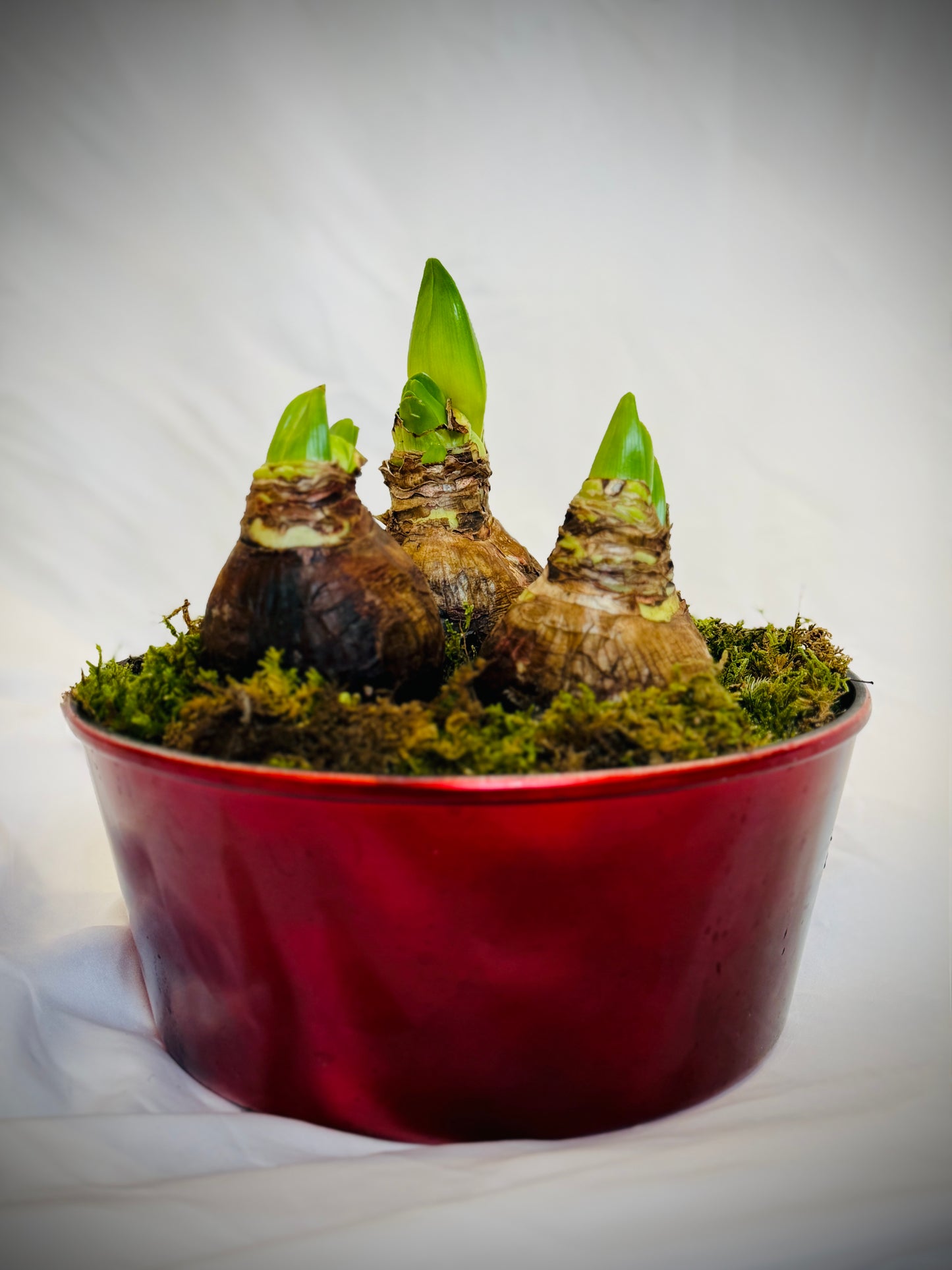 Red holiday potted three bulb white Amaryllis with green moss