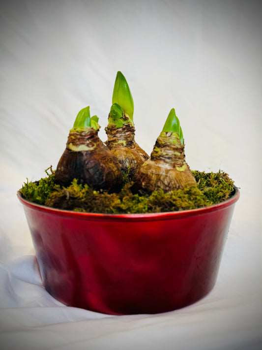 Red holiday potted three bulb white Amaryllis with green moss