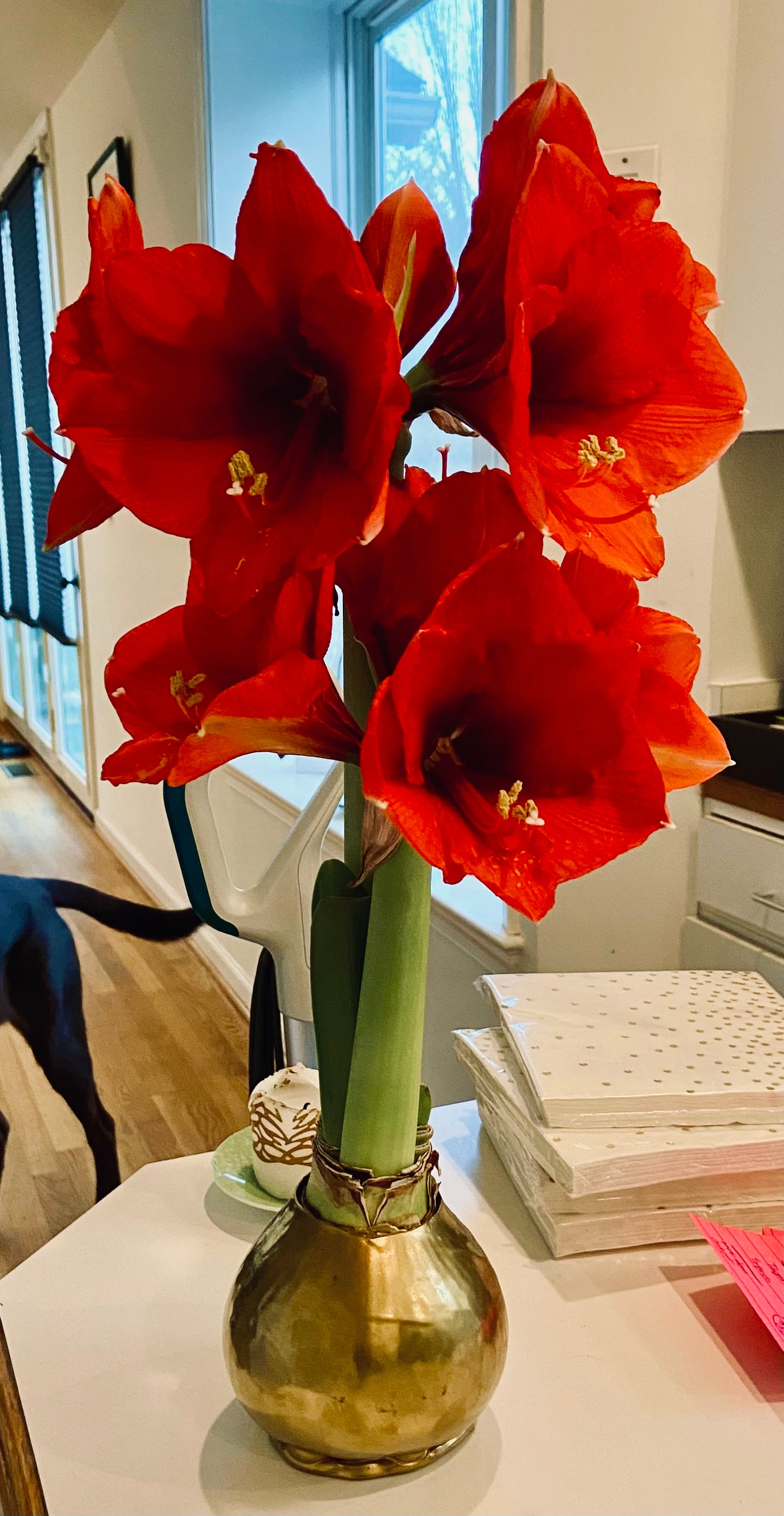 Waxed Amaryllis