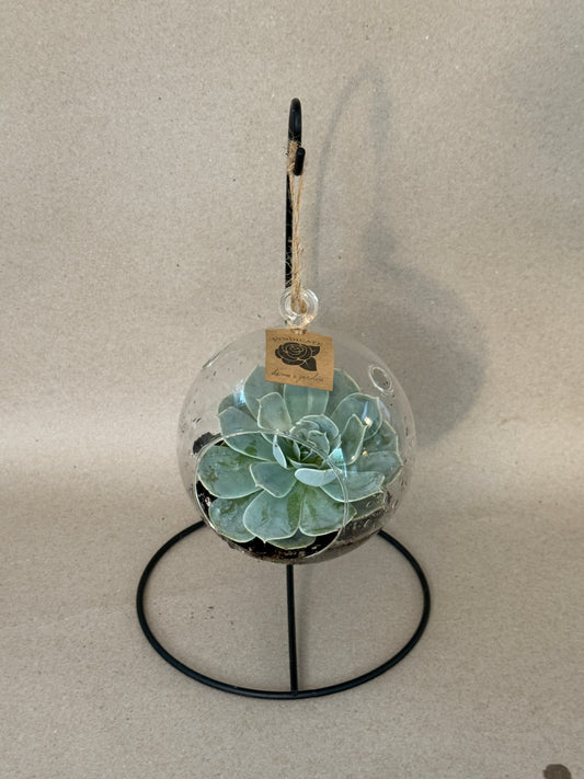 Hanging Plant Glass
