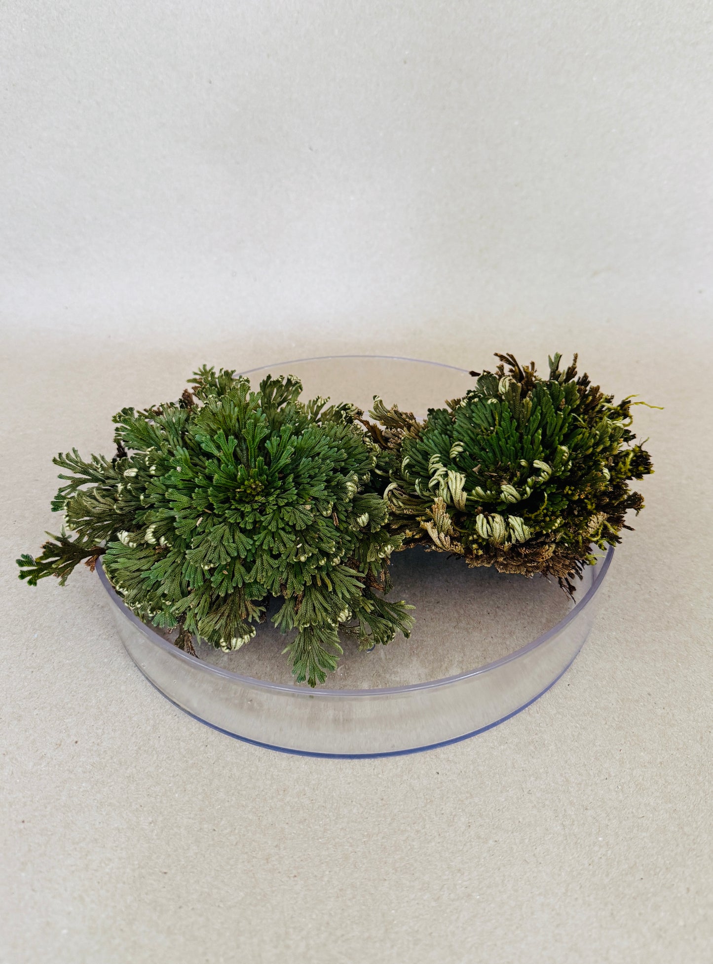 Prodigal Fern with Gold or Clear Tray included