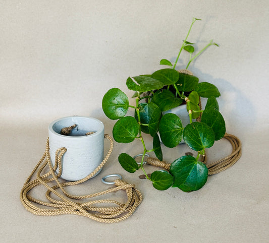 Hanging Potted Deep Green Cascading Succulent