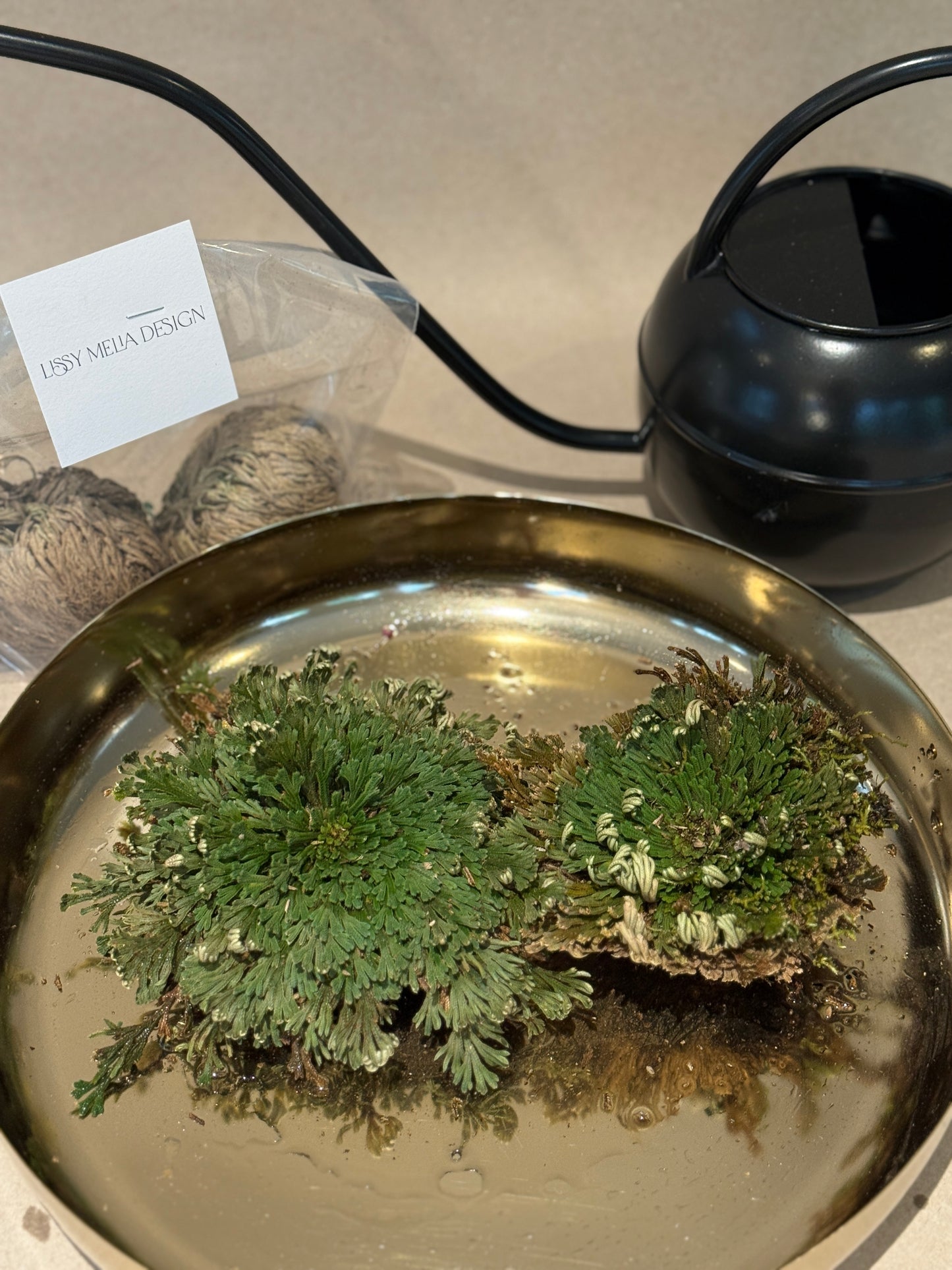 Prodigal Fern with Gold or Clear Tray included